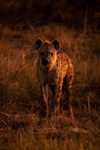 Lioness running on field