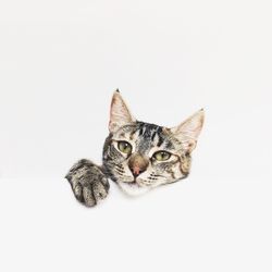 Portrait of cat against white background