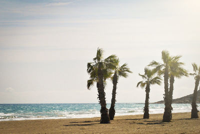 Palm trees on beach against sky