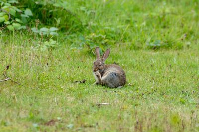 A rabbit in a field