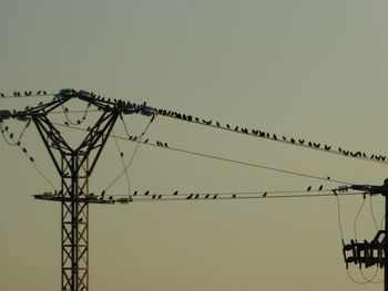 Low angle view of birds against clear sky