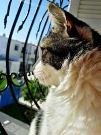 Close-up of cat looking away