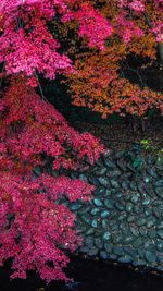 High angle view of pink flowering plants