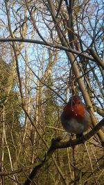 Low angle view of bird perching on tree against sky