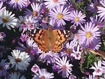 Close-up of butterfly on purple flowers