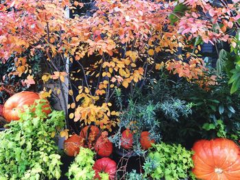 Multi colored flowers on leaves during autumn