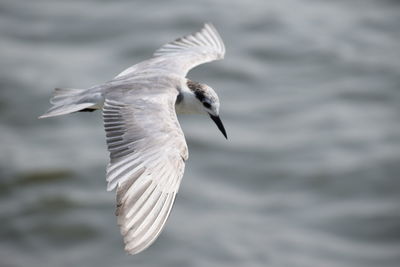 Close-up of bird flying over water