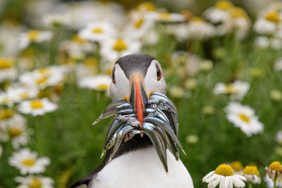 Close-up of bird against blurred background