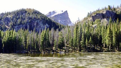 Scenic view of river in forest during winter