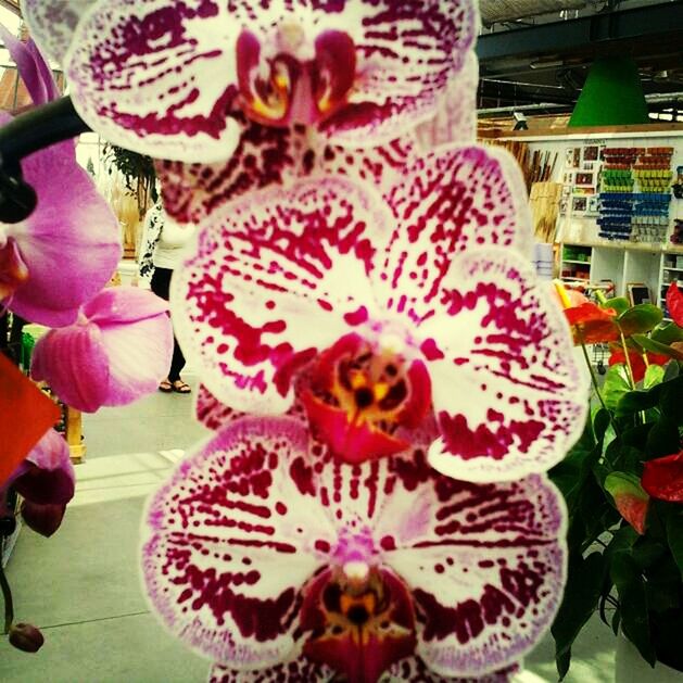 flower, indoors, decoration, freshness, art, art and craft, creativity, table, petal, close-up, celebration, no people, still life, pink color, multi colored, flower head, focus on foreground, day, design, orchid