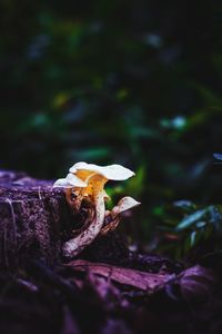 Close-up of mushroom growing on land