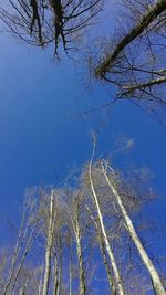 Low angle view of tree against clear sky