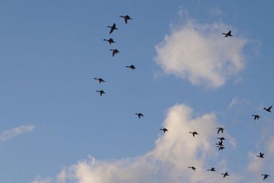 Low angle view of birds flying in sky