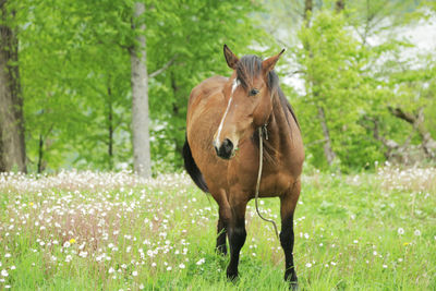 Horse standing in a field