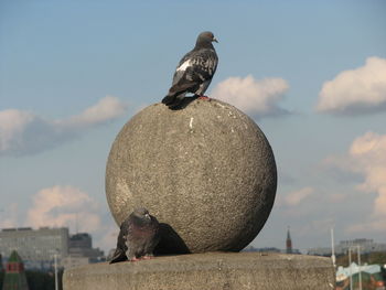 Seagull perching on a wall