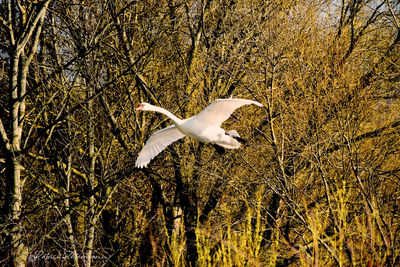 Seagull in a bird