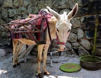 Portrait of donkey standing against stone wall