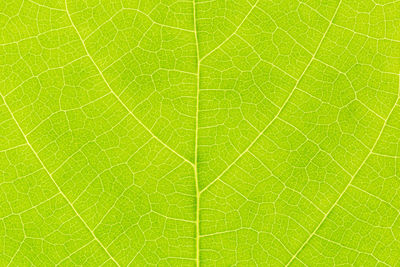 Macro shot of green leaf