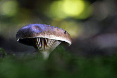 Close-up of mushroom growing on field