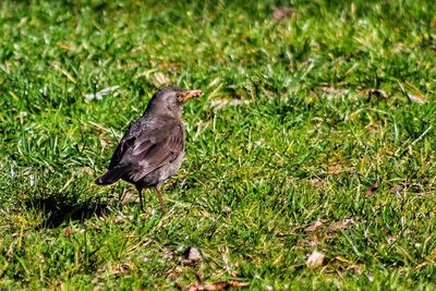 Bird perching on grass in field