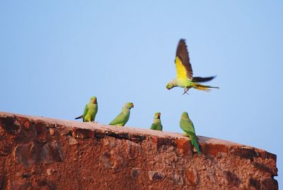 Low angle view of birds perching on a bird