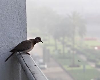 Close-up of bird perching on wall