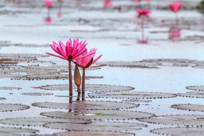 Close-up of pink flowering plant