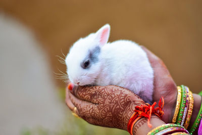 Close-up of hands holding bunny