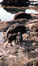 High angle view of dog on shore