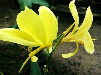 Close-up of yellow flowers