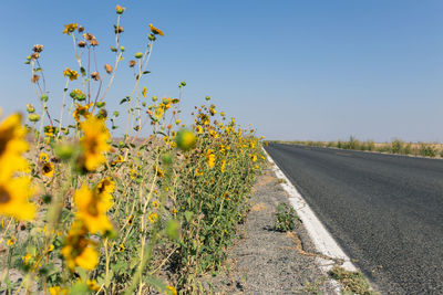 Yellow flowering plants on field against clear sky