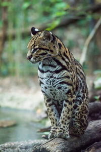 The ocelot leopardus pardalis is a wild cat found extensively to south america, portrait