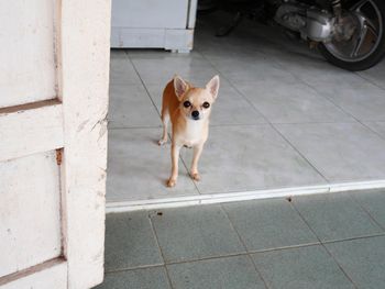 Portrait of dog standing on footpath