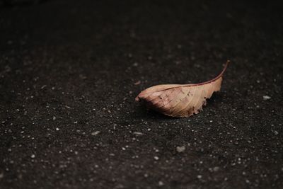 Surface level of dry leaf on road
