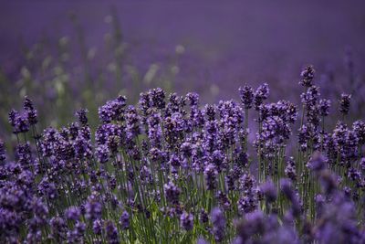 Lavenders growing on field