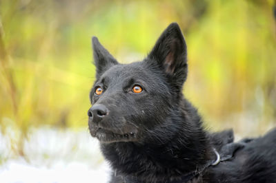 Close-up of black dog looking away