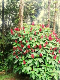 Close-up of red flowers blooming on tree