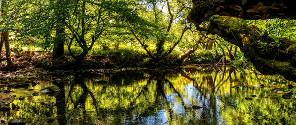 Scenic view of lake in forest