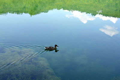 Duck swimming in lake