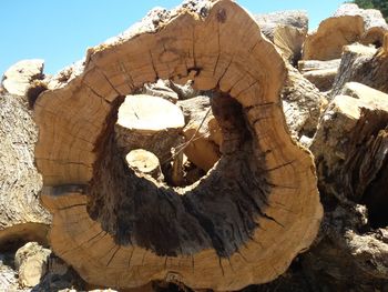 Close-up of tree stump