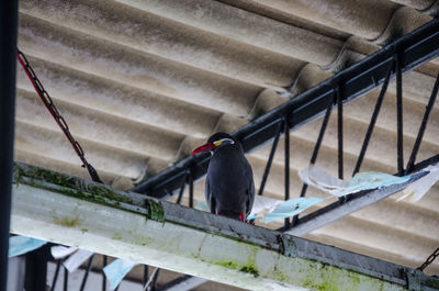 Low angle view of bird perching on railing