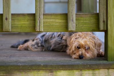 Dog sleeping on wooden floor