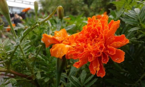 Close-up of orange flowers blooming outdoors