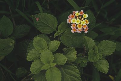 Close-up of flowering plant