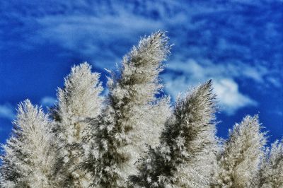 Low angle view of bare trees against blue sky