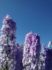 Low angle view of flowers blooming on tree