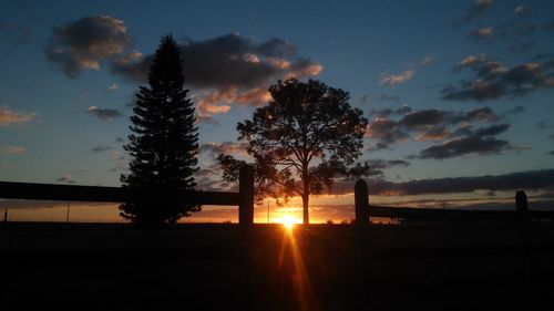 Silhouette of trees at sunset
