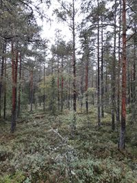 Pine trees in forest