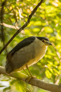 Close-up of bird perching on tree