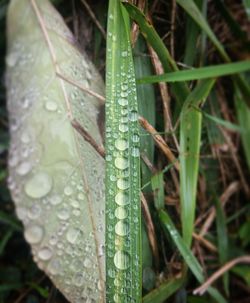 Close-up of wet insect on plant